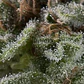 Lennon Auto -Pyramid Seeds (X5+2/X3+1/X1) - Miniatura 1