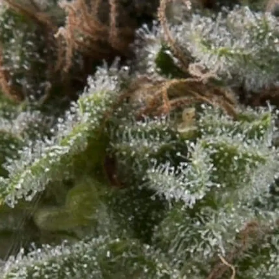 Lennon Auto -Pyramid Seeds (X5+2/X3+1/X1) 1
