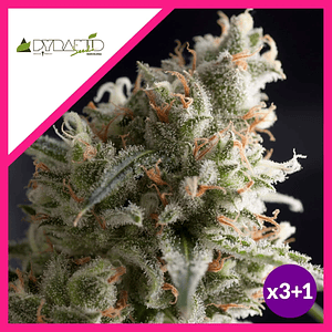 Lennon  Fem X3+1-Pyramid Seeds