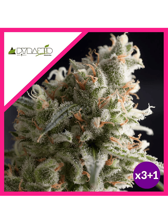 LENNON  FEM X3+1-PYRAMID SEEDS 1