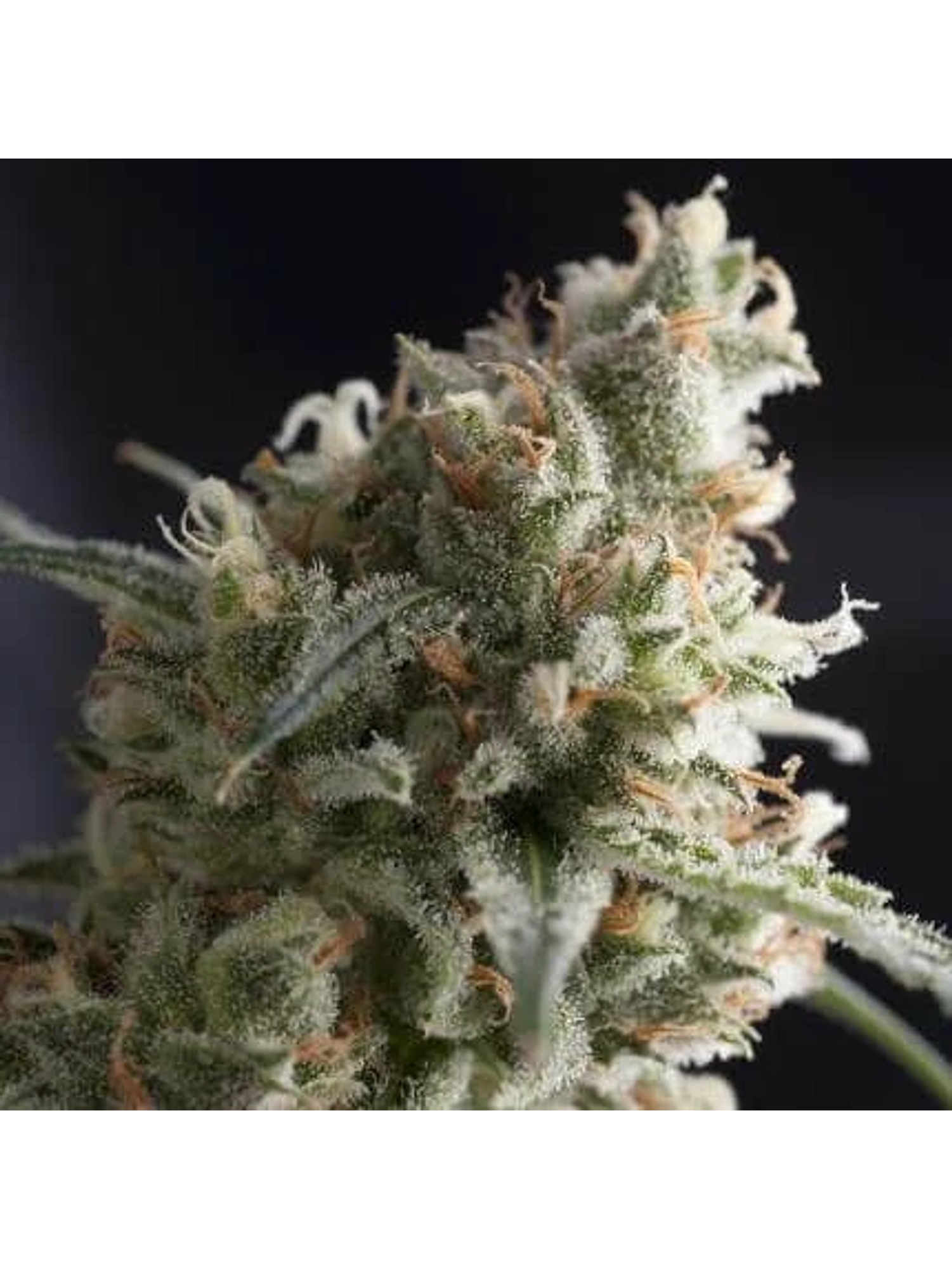 Lennon Fem -Pyramid Seeds (X5+2/X3+1) 1