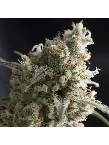 LENNON  FEM X5+2-PYRAMID SEEDS 1