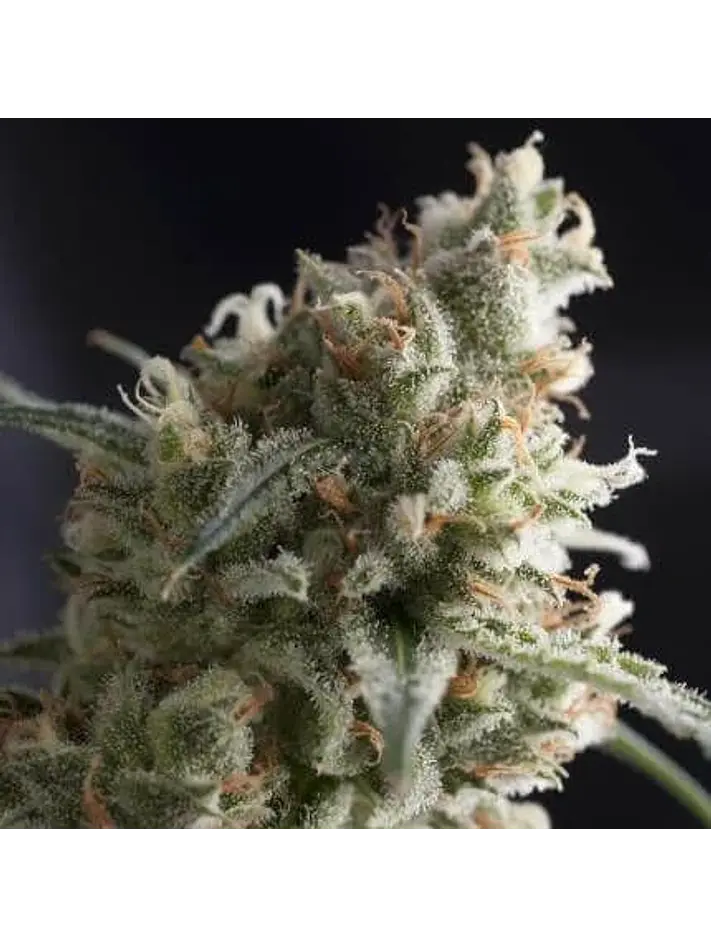 Lennon Fem -Pyramid Seeds (X5+2/X3+1) 1