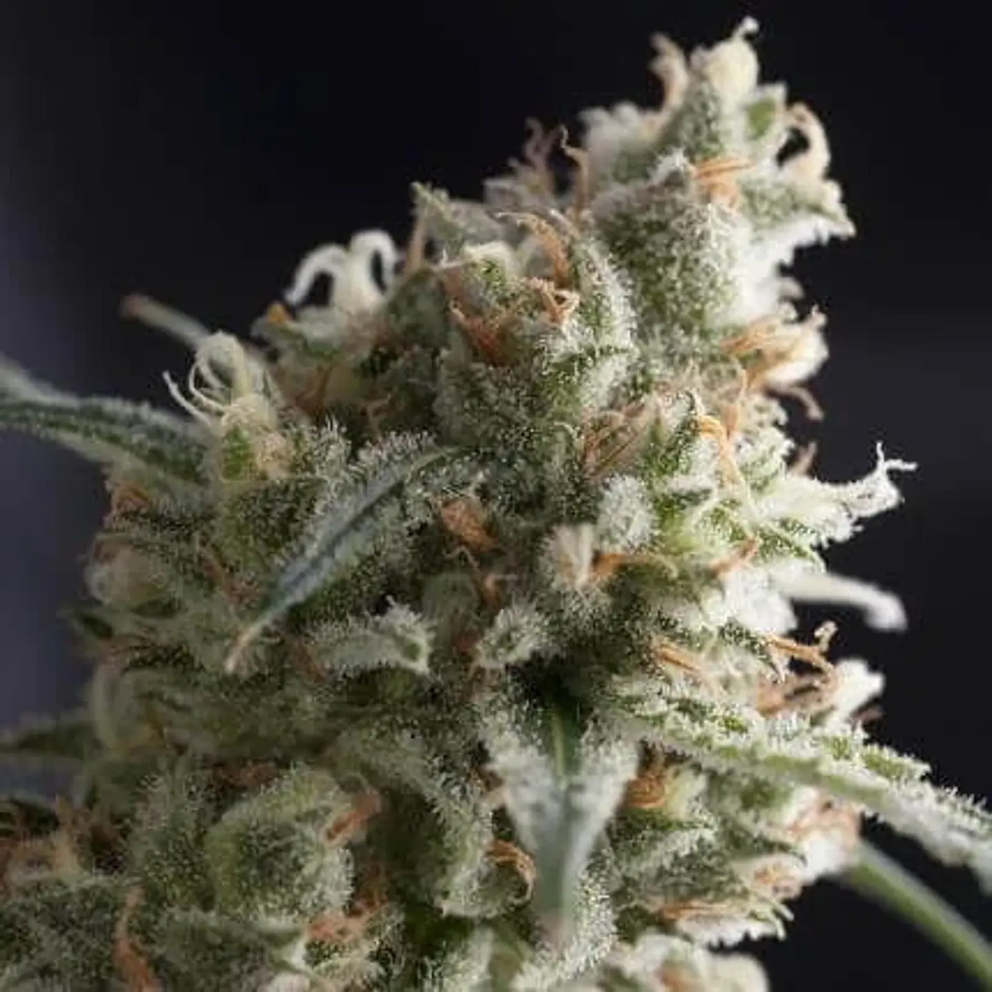 Lennon Fem -Pyramid Seeds (X5+2/X3+1) 1