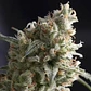 Lennon Fem -Pyramid Seeds (X5+2/X3+1) - Miniatura 1