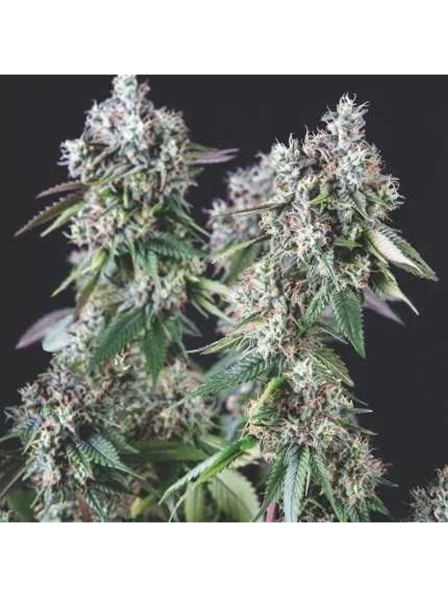 Mendocino Purple Kush Fem -Pyramid Seeds (X5+2/X3+1) 1