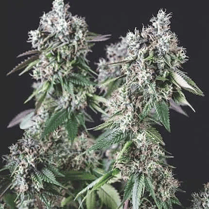 Mendocino Purple Kush Fem -Pyramid Seeds (X5+2/X3+1)