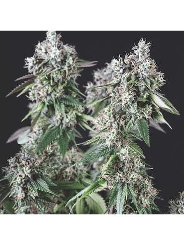 MENDOCINO PURPLE KUSH FEM X5+2-PYRAMID SEEDS 1