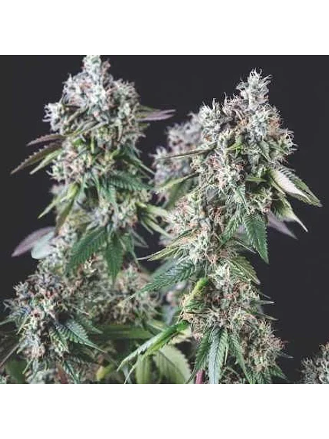 Mendocino Purple Kush Fem -Pyramid Seeds (X5+2/X3+1) 1