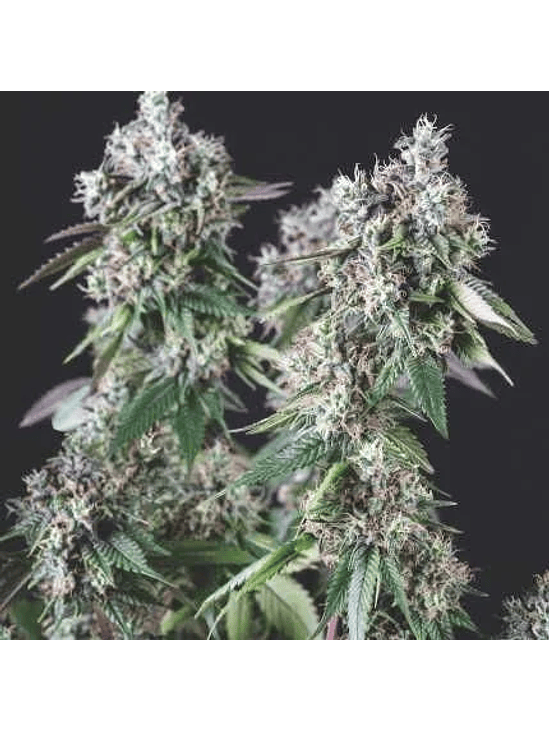 MENDOCINO PURPLE KUSH FEM X5+2-PYRAMID SEEDS 1