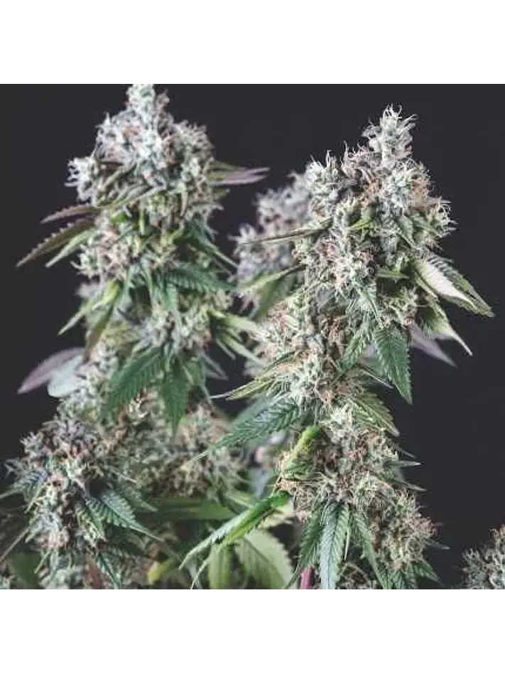 Mendocino Purple Kush Fem -Pyramid Seeds (X5+2/X3+1) 1
