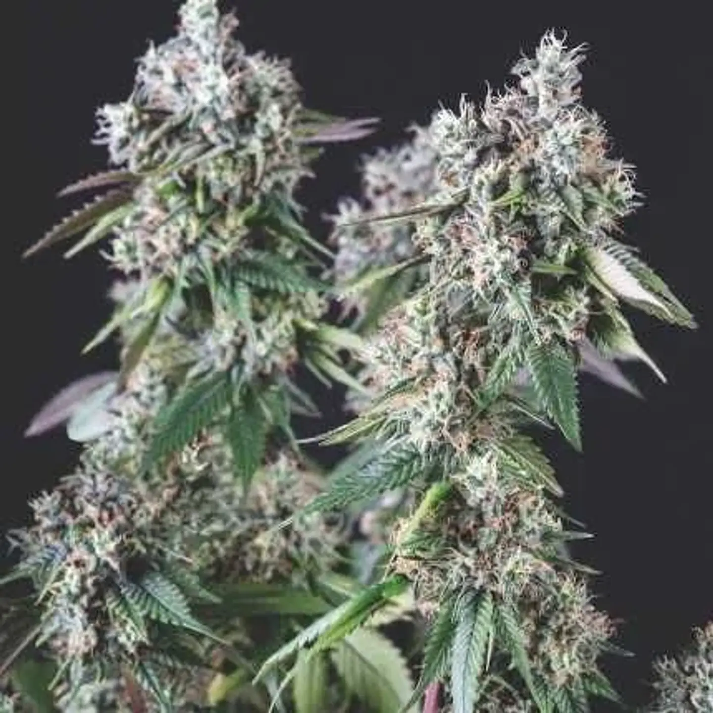 Mendocino Purple Kush Fem -Pyramid Seeds (X5+2/X3+1) 1