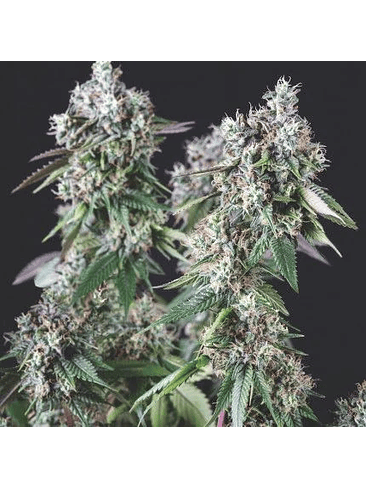 MENDOCINO PURPLE KUSH FEM X3+1-PYRAMID SEEDS 1