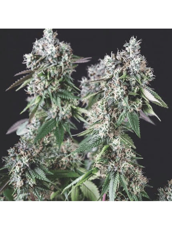 MENDOCINO PURPLE KUSH FEM X3+1-PYRAMID SEEDS 1
