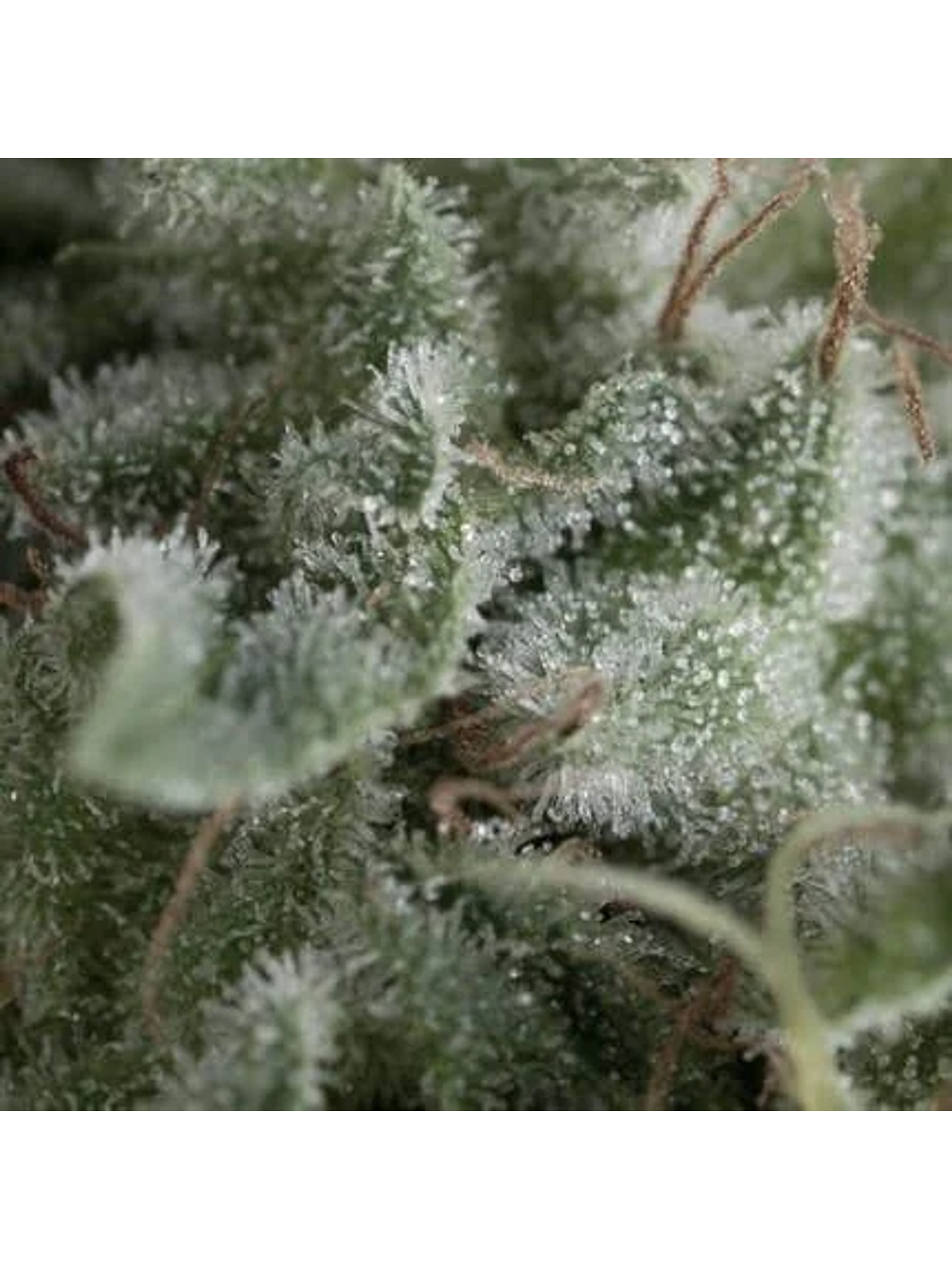 Nefertiti Auto -Pyramid Seeds (X5+2/X3+1) 1