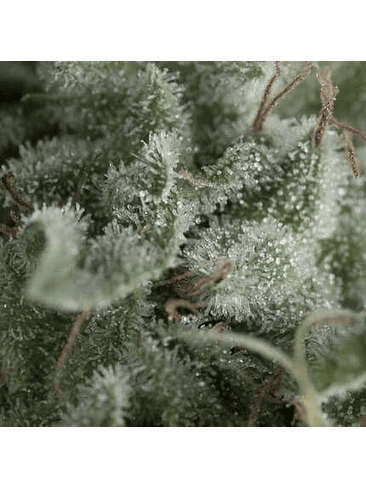 NEFERTITI AUTO X5+2 -PYRAMID SEEDS 1