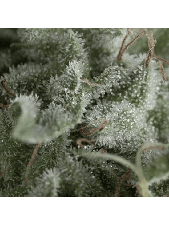 NEFERTITI AUTO X5+2 -PYRAMID SEEDS 1