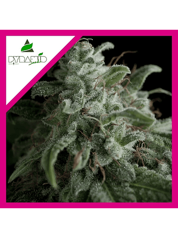 NEFERTITI  FEM X3+1-PYRAMID SEEDS 1