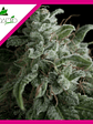 Nefertiti  Fem X3+1-Pyramid Seeds - Miniatura 1