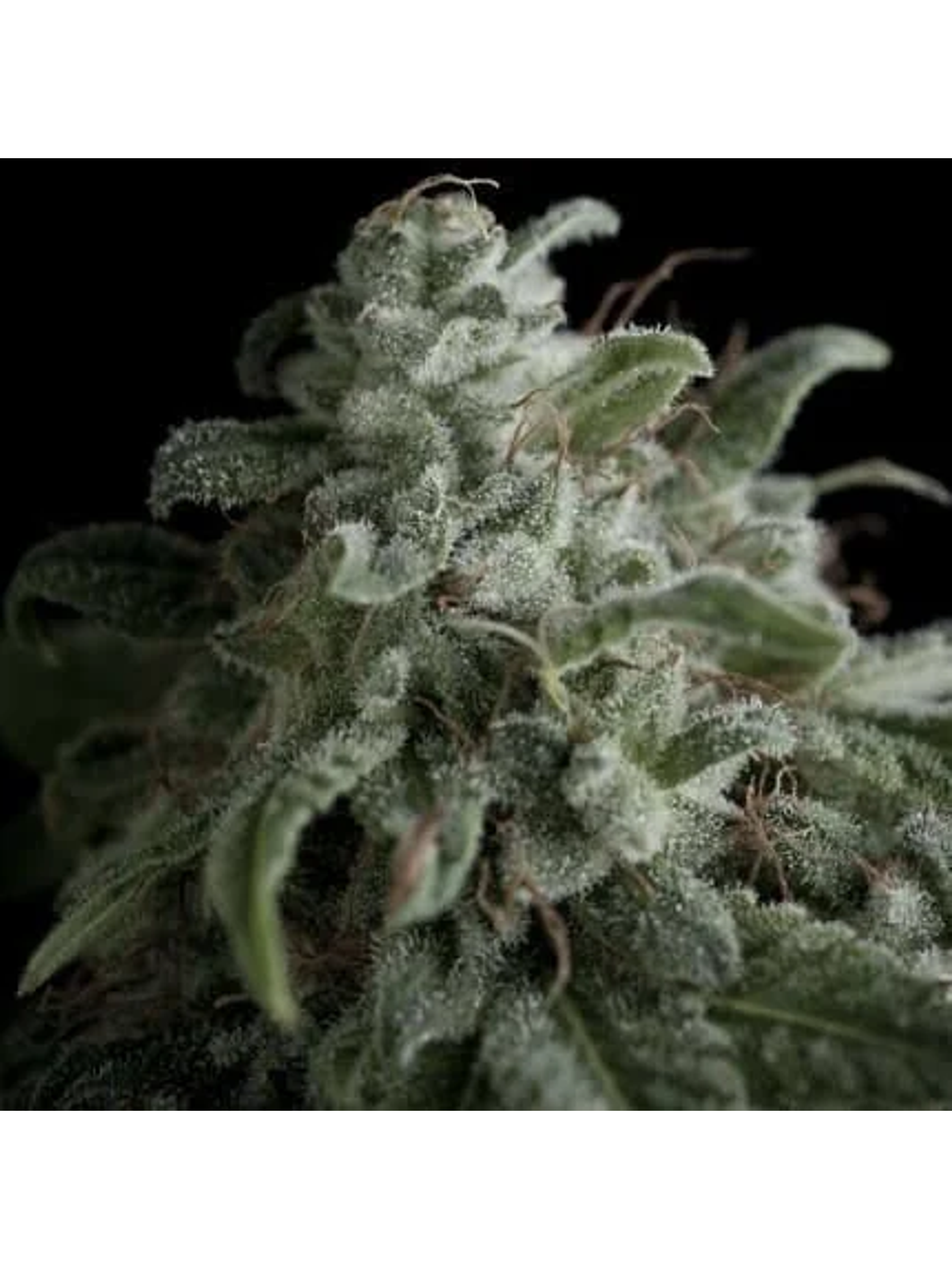 Nefertiti Fem -Pyramid Seeds (X5+2/X3+1) 1