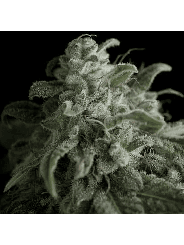 NEFERTITI  FEM X5+2-PYRAMID SEEDS 1