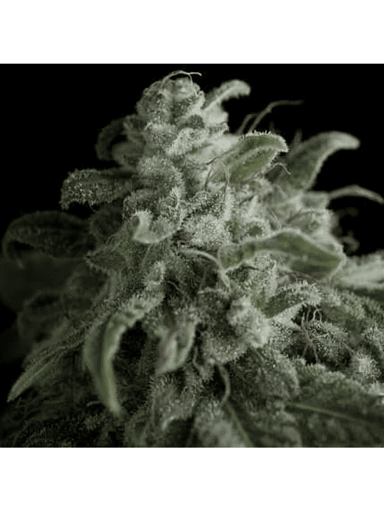 NEFERTITI  FEM X5+2-PYRAMID SEEDS 1