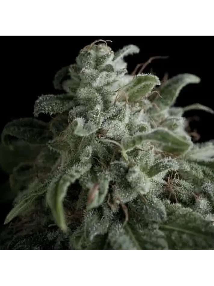 Nefertiti Fem -Pyramid Seeds (X5+2/X3+1) 1