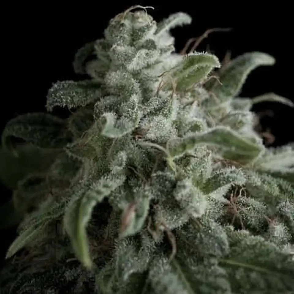 Nefertiti Fem -Pyramid Seeds (X5+2/X3+1) 1