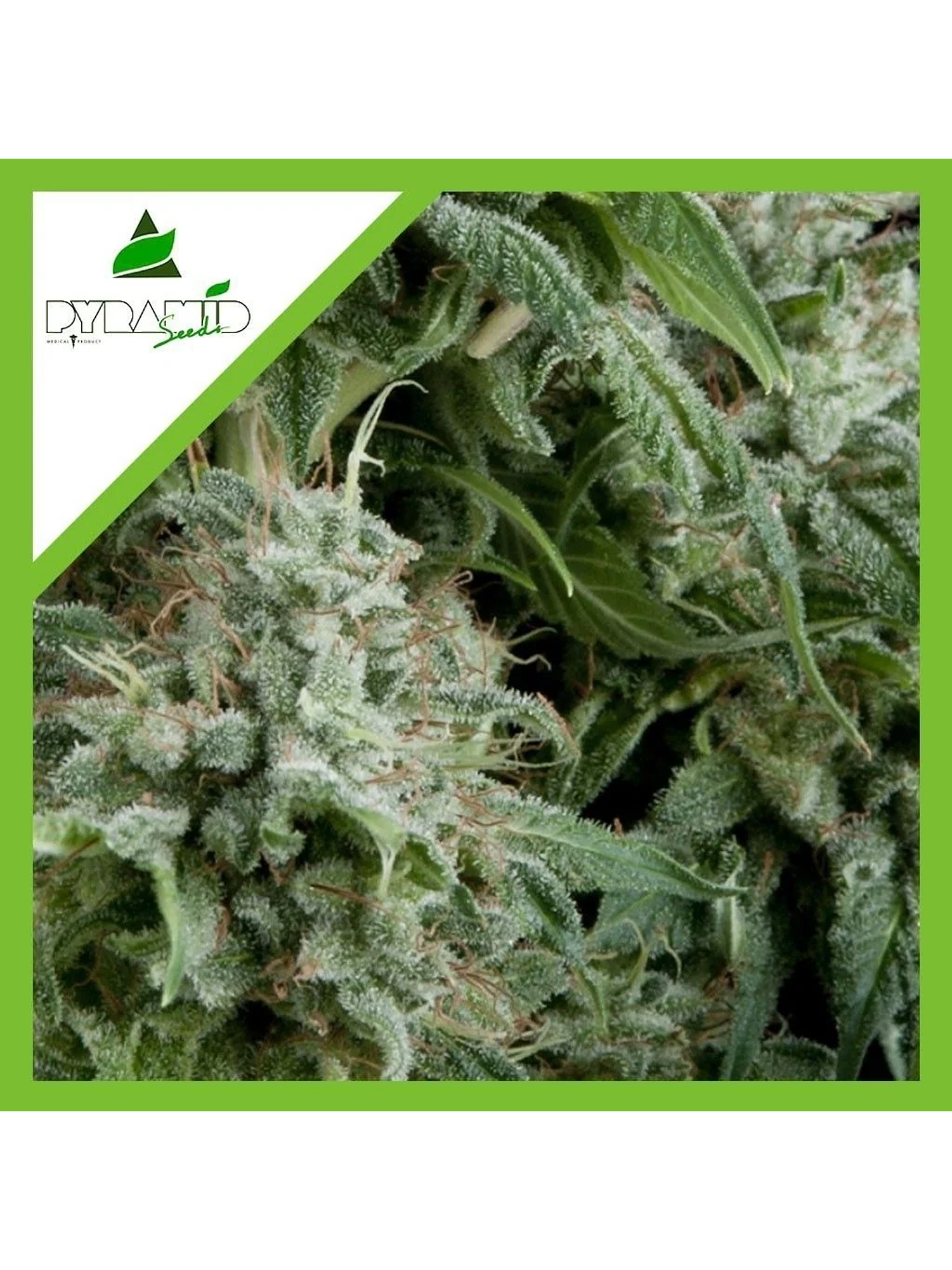 Northern Lights Auto -Pyramid Seeds (X50/X5+2/X3+1/X1) 1