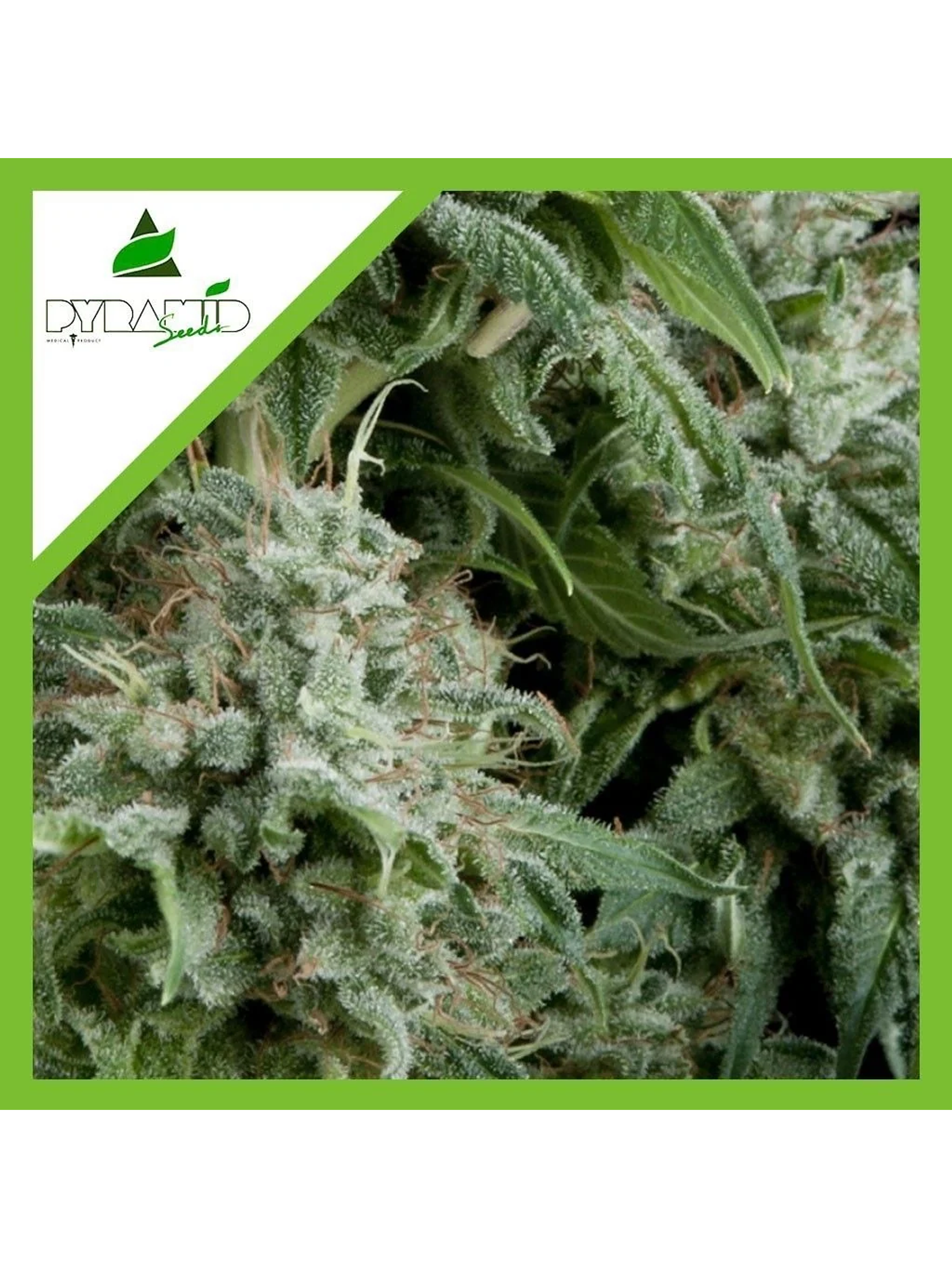 Northern Lights Auto -Pyramid Seeds (X50/X5+2/X3+1/X1) 1