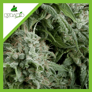 Northern Lights Auto -Pyramid Seeds (X50/X5+2/X3+1/X1)