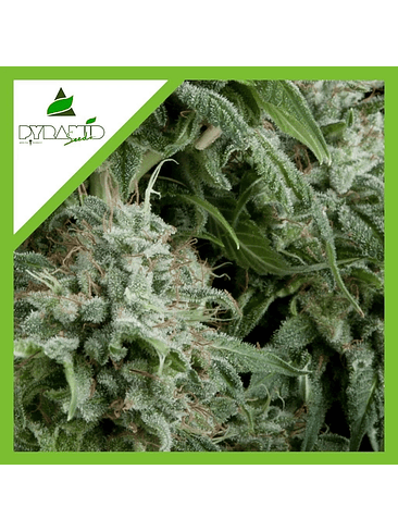 NORTHERN LIGHTS AUTO X1-PYRAMID SEEDS 1