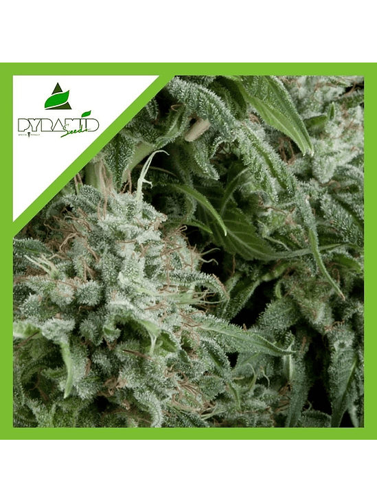 NORTHERN LIGHTS AUTO X1-PYRAMID SEEDS 1