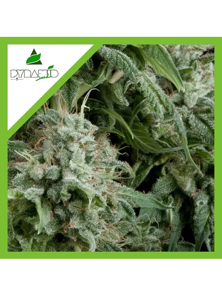 Northern Lights Auto -Pyramid Seeds (X50/X5+2/X3+1/X1) 1