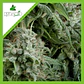Northern Lights Auto -Pyramid Seeds (X50/X5+2/X3+1/X1) - Miniatura 1