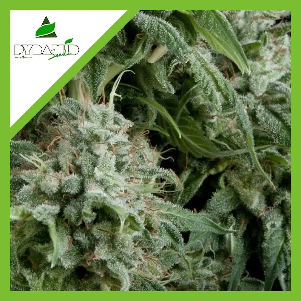 Northern Lights Auto -Pyramid Seeds (X50/X5+2/X3+1/X1) 1