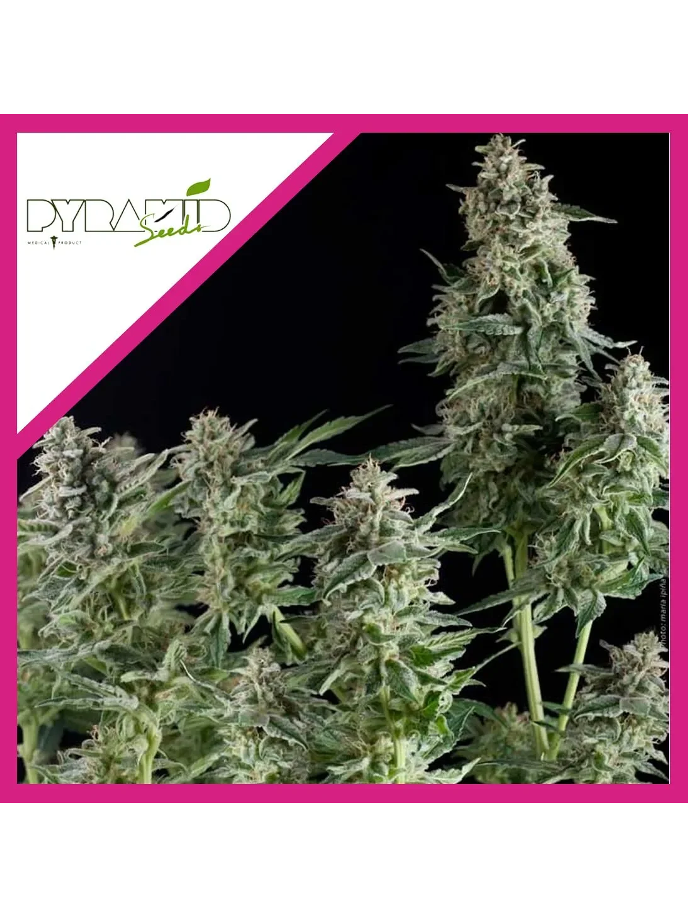 Northern Lights Cbd  Fem X3-Pyramid Seeds 1