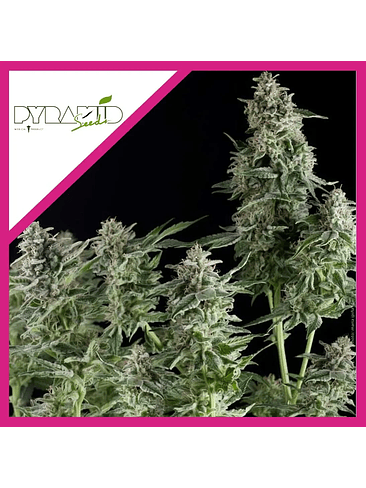 NORTHERN LIGHTS CBD  FEM X3-PYRAMID SEEDS 1