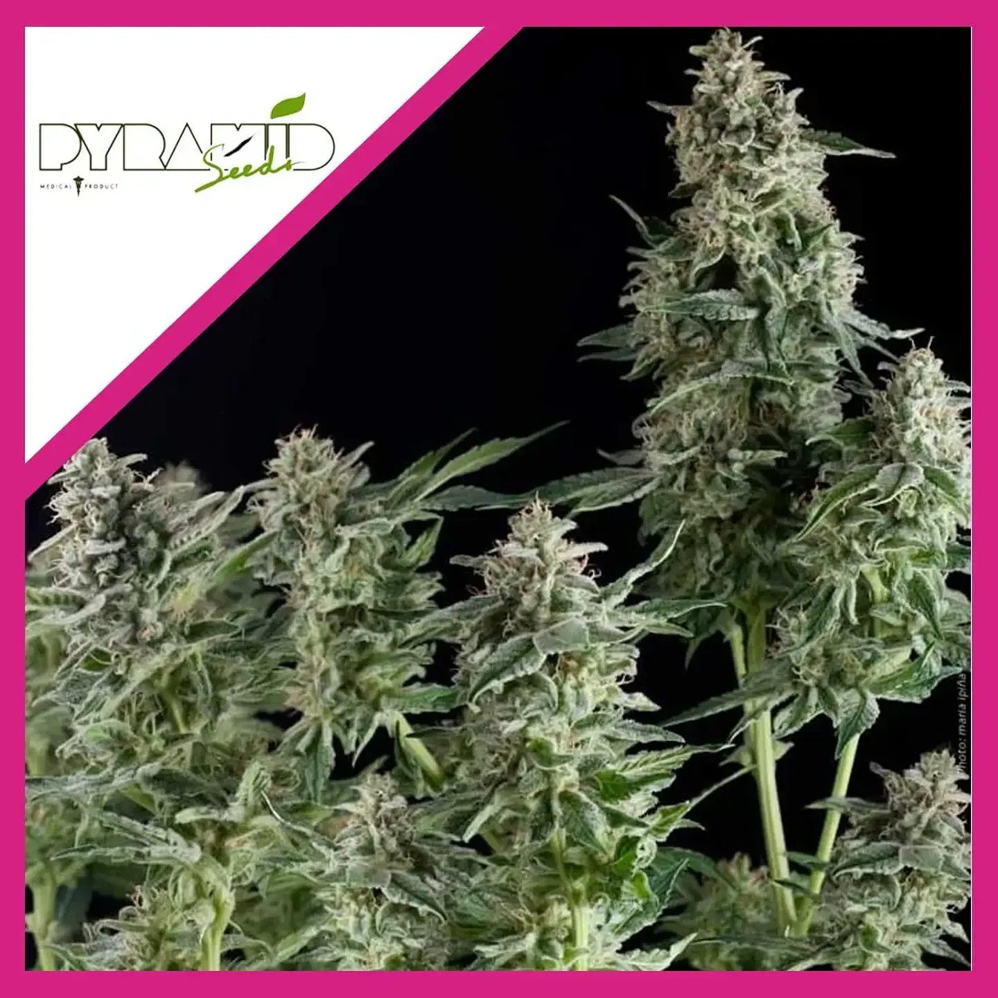 Northern Lights Cbd  Fem X3-Pyramid Seeds 1
