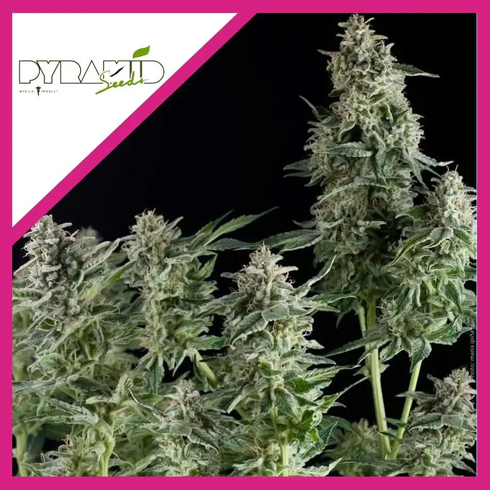 Northern Lights Cbd  Fem X3-Pyramid Seeds 1