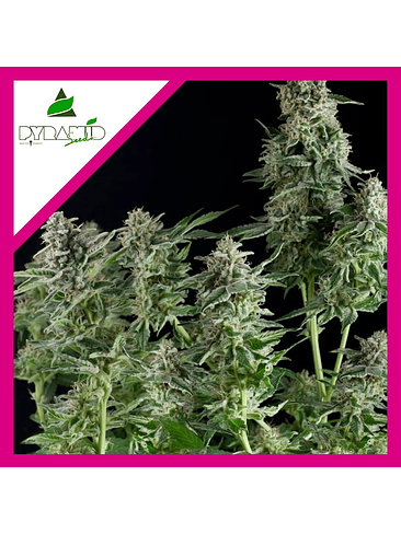 NORTHERN LIGHTS FEM X1-PYRAMID SEEDS 1