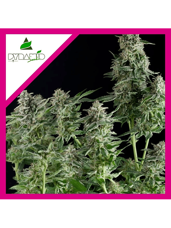 NORTHERN LIGHTS FEM X1-PYRAMID SEEDS 1