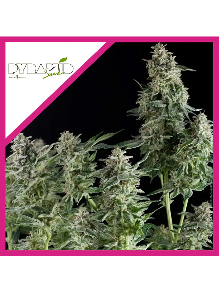 Northern Lights Fem -Pyramid Seeds (X3+1/X1) 1