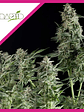 Northern Lights  Fem X3+1-Pyramid Seeds - Miniatura 1