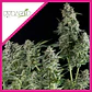 Northern Lights Fem -Pyramid Seeds (X3+1/X1) - Miniatura 1