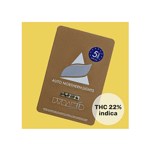 NORTHERN LIGHTS AUTO 50-PYRAMID SEEDS