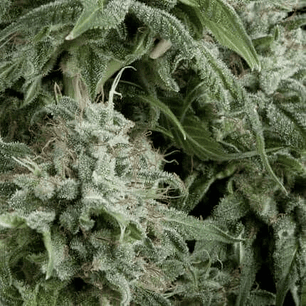 NORTHERN LIGHTS AUTO X5+2 -PYRAMID SEEDS