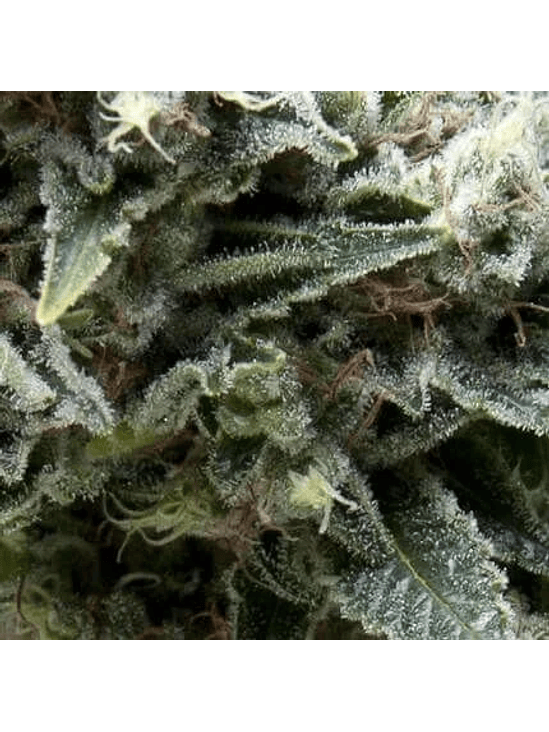 NEW YORK CITY AUTO X3+1-PYRAMID SEEDS 1