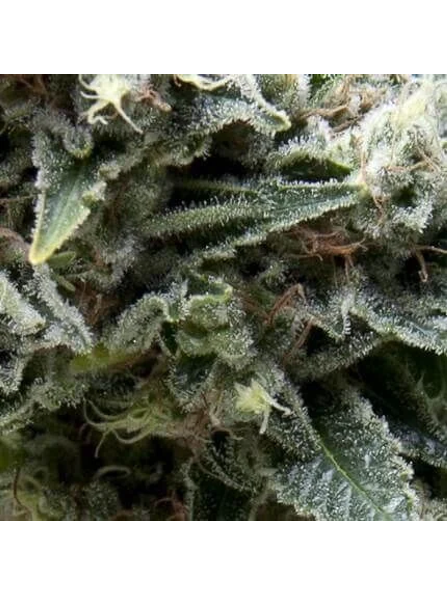 New York City Auto -Pyramid Seeds (X5+2/X3+1) 1