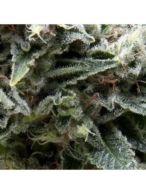 New York City Auto -Pyramid Seeds (X5+2/X3+1) 1